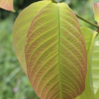 Combretum acuminatum Roxb.